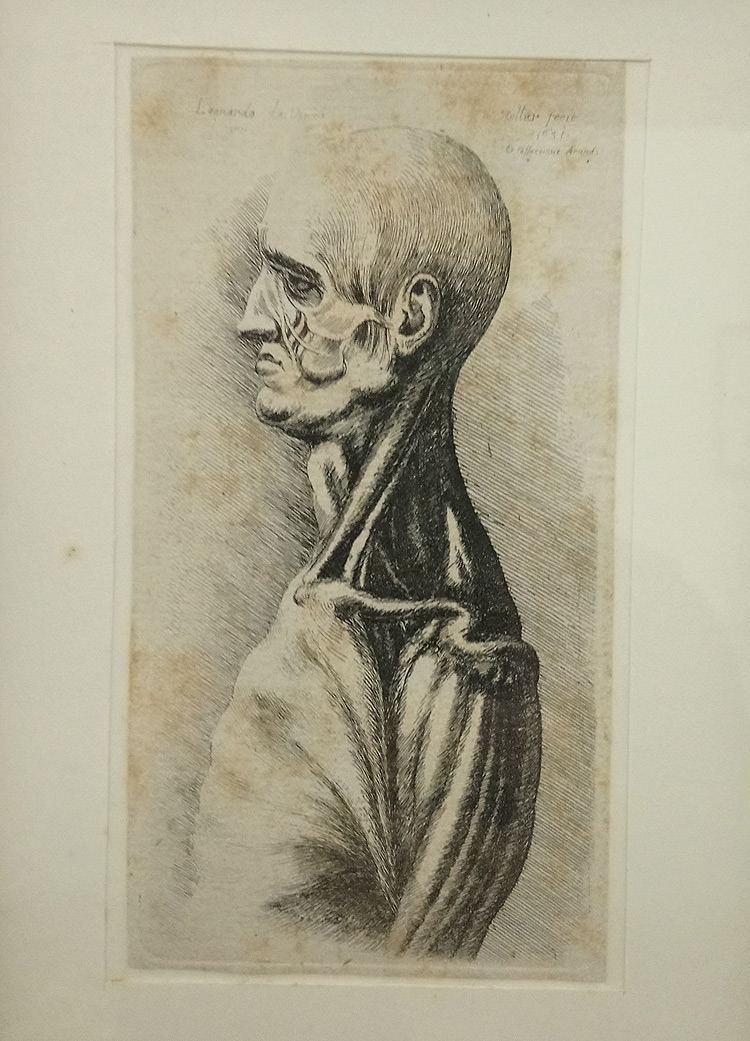 Wenceslaus Hollar, Busto anatomico (1651; acquaforte, 119 x 62 mm l'incisione, 125 x 65 mm l'impronta, 130 x 68 mm il foglio; Lamporecchio, Fondazione Rossana & Carlo Pedretti, FRCP_S_H.002). Iscrizioni: In alto a sinistra: « Leonardo da Vinci | inv. ». In alto a destra: « W. Hollar fecit | 1651 | ex. Collectione Arund: ». P1771
