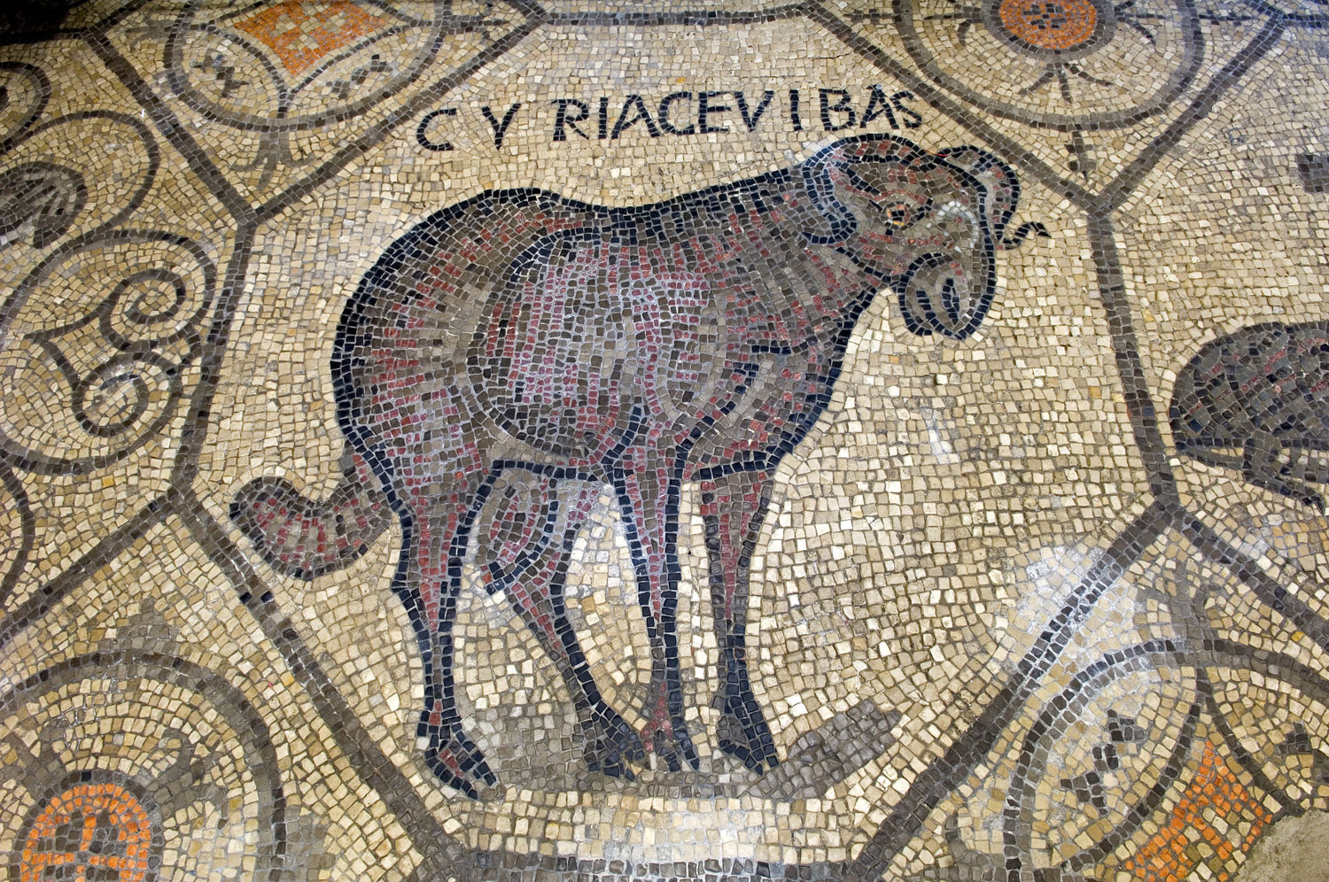 Uno dei dodici agnelli del pavimento della Basilica di Aquileia. Ph. Credit Gianluca Baronchelli
