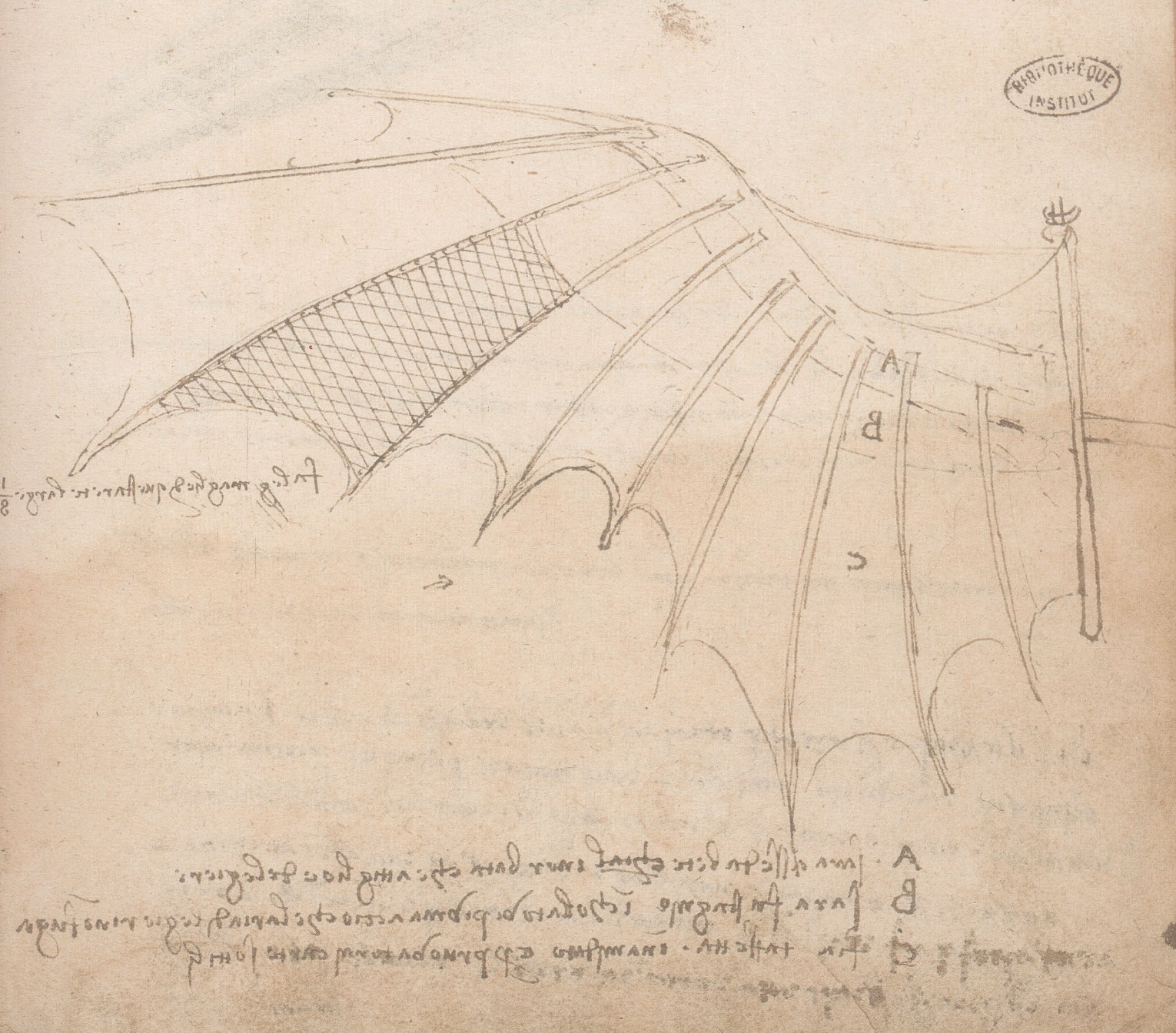 Leonardo da Vinci, Ala della macchina volante con rivestimento pannicolato a imitazione delle ali di pipistrello, particolare (Ms. B, c. 74r)


