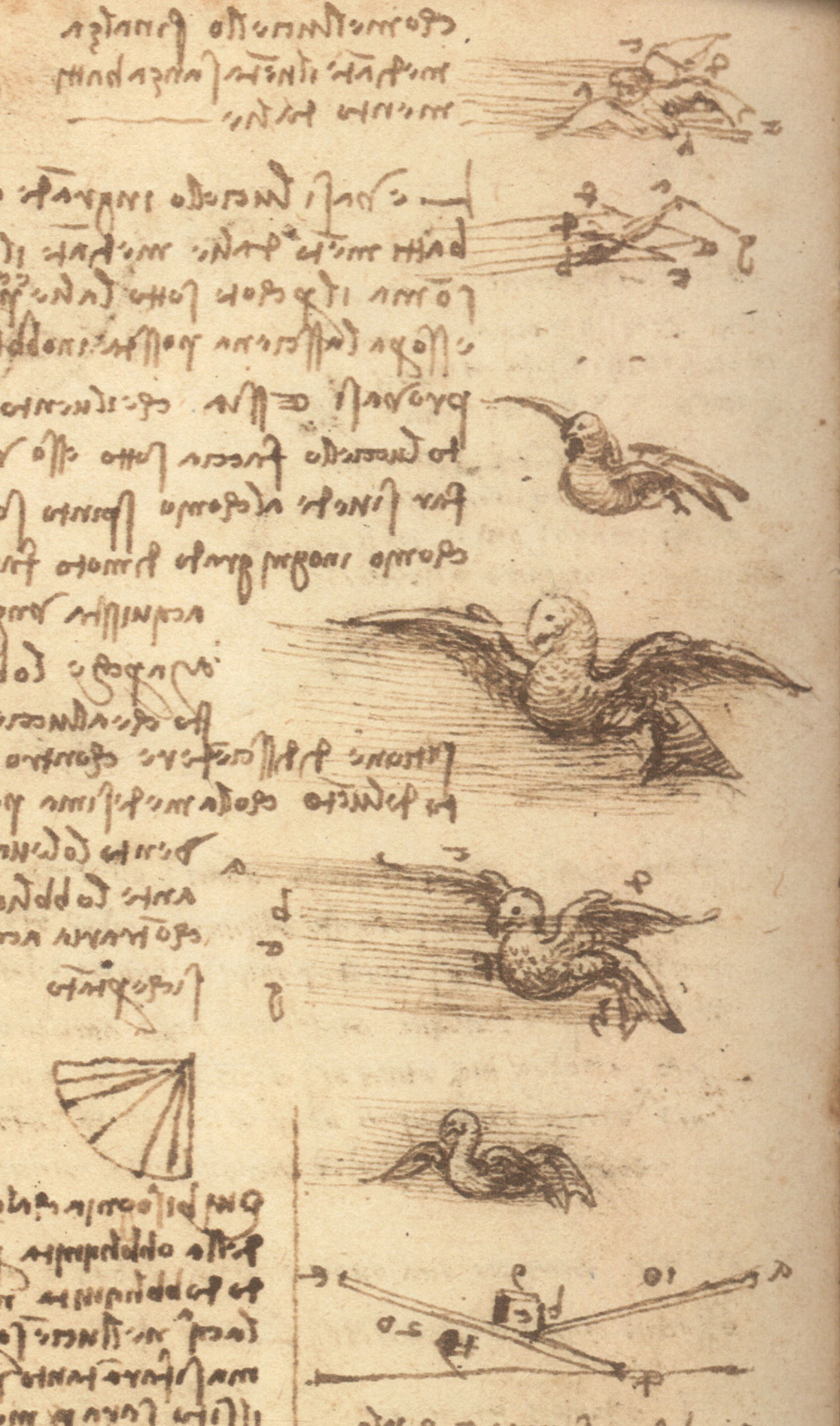 Leonardo da Vinci, Studi sul volo degli uccelli (Ms. E, c. 43v)
