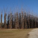 Lodi, abbattuta la Cattedrale Vegetale di Mauri. È durata solo due anni ed era costata 300mila euro