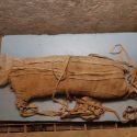 Egitto, a Saqqara ritrovate mummie di gatti e leoni. Scoperte anche 75 statue di gatti e altri animali 