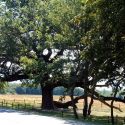 Tutela del paesaggio, sentenza storica a Pienza: sindaco e responsabile ambiente condannati per omessa cura di una quercia secolare