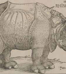Albrecht DÃ¼rer's Rhinoceros. Origin and fortune of the most famous pachyderm in art history.