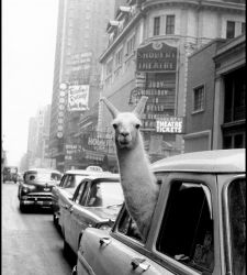 Inge Morath, la prima donna che entrò a far parte di Magnum Photos. A Treviso la prima retrospettiva italiana