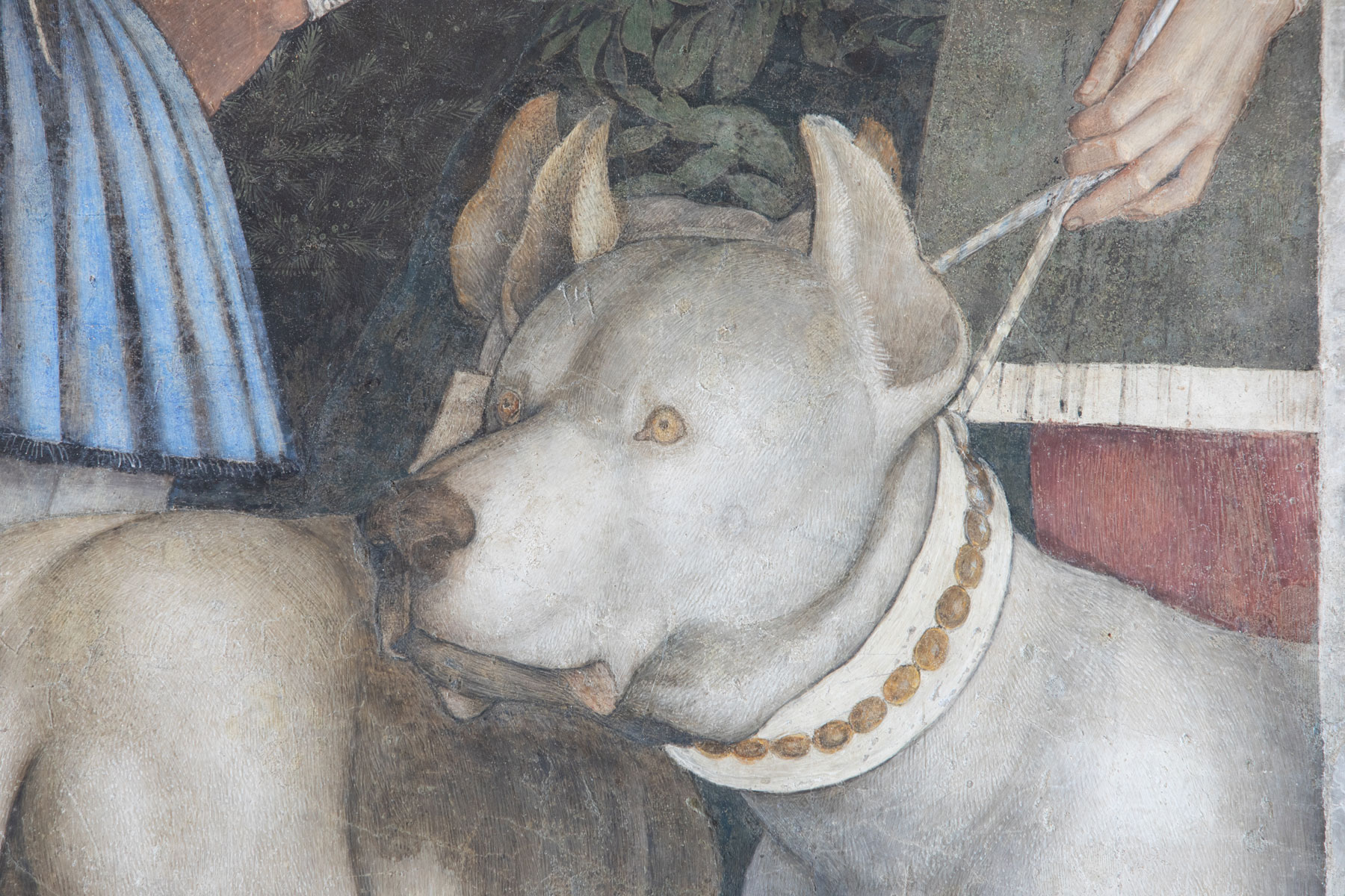 Uno dei molossoidi. Ph. Credit Alessandro Pasquali - Danae Project
