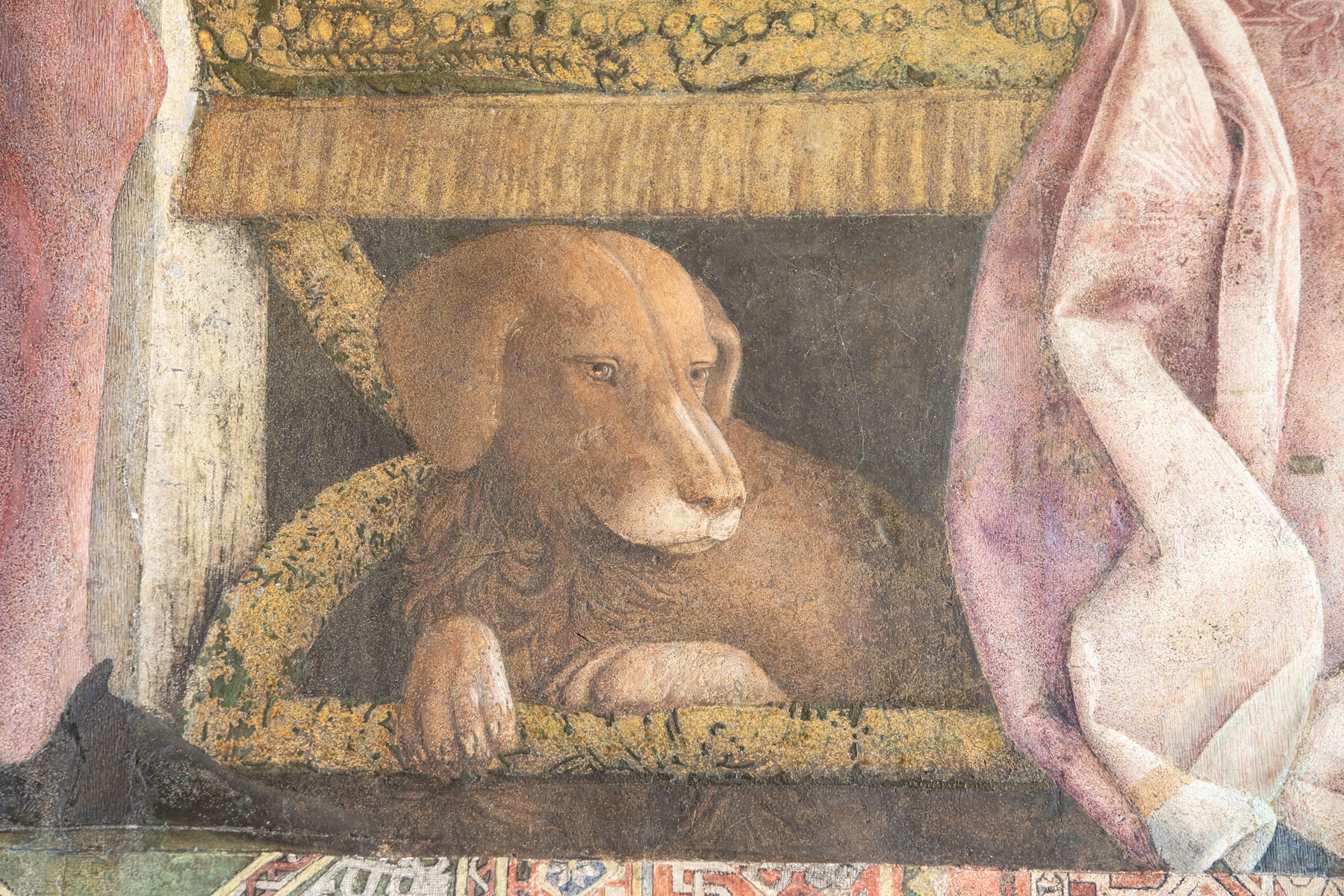 Probabilmente Rubino, il bracco preferito del marchese Ludovico. Ph. Credit Alessandro Pasquali - Danae Project
