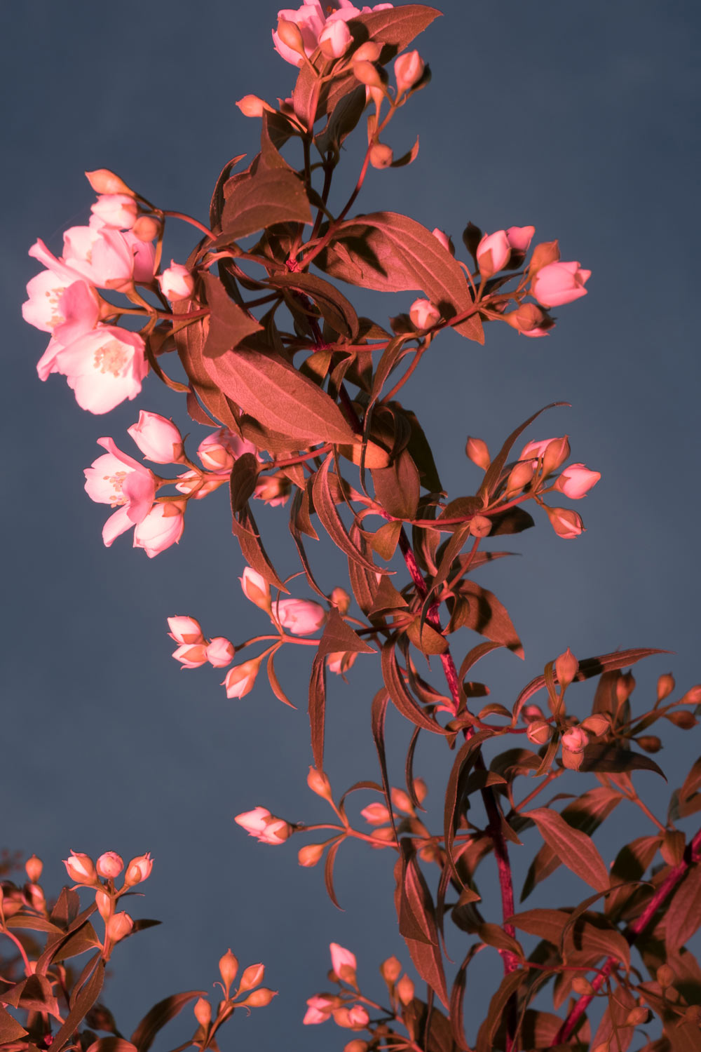 
Simone D'Angelo, Or how I learned
