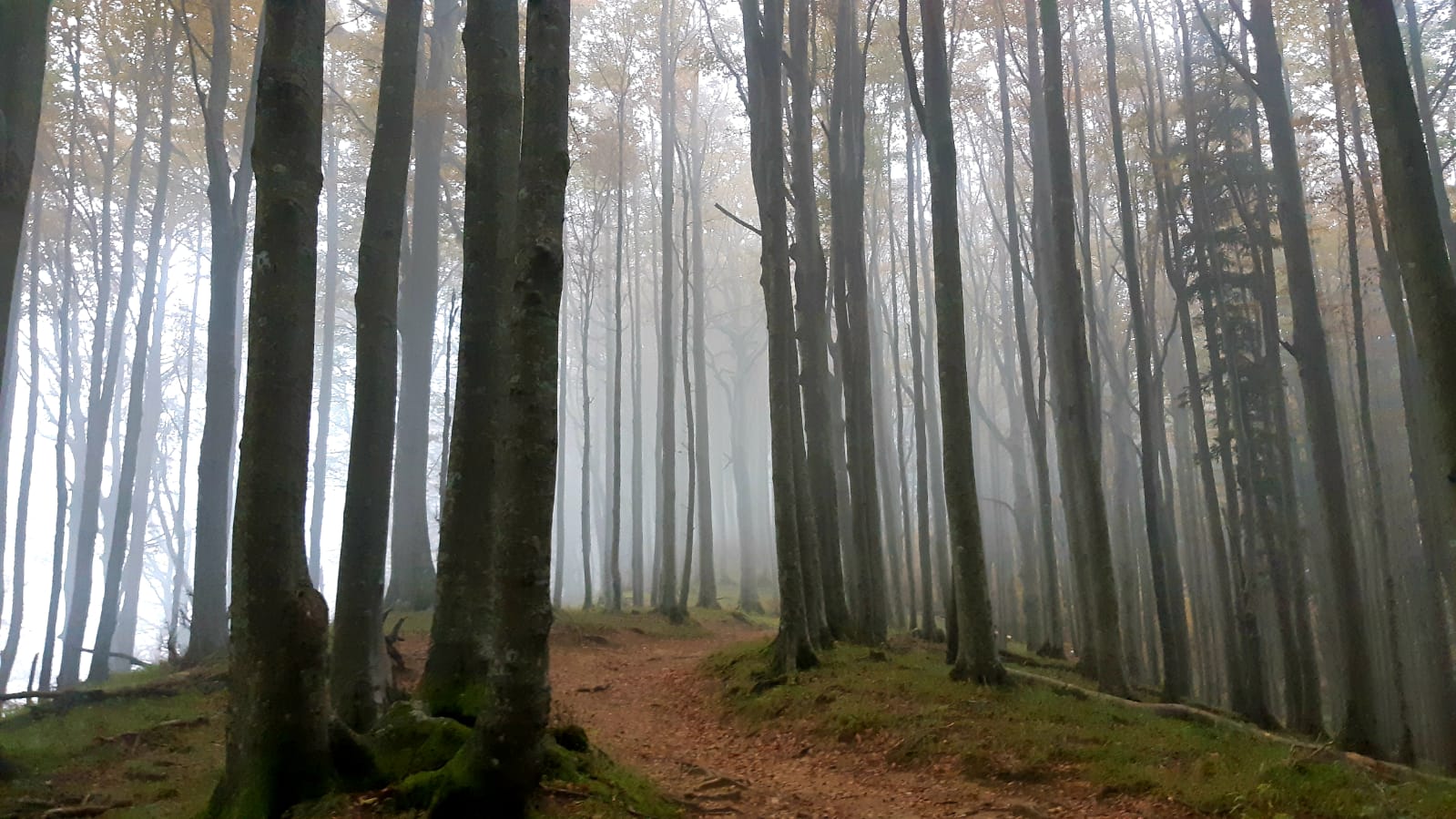 Le Foreste Casentinesi
