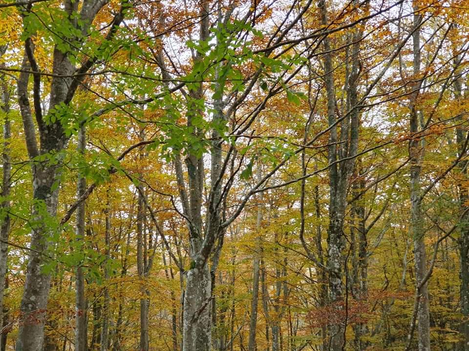 Le Foreste Casentinesi
