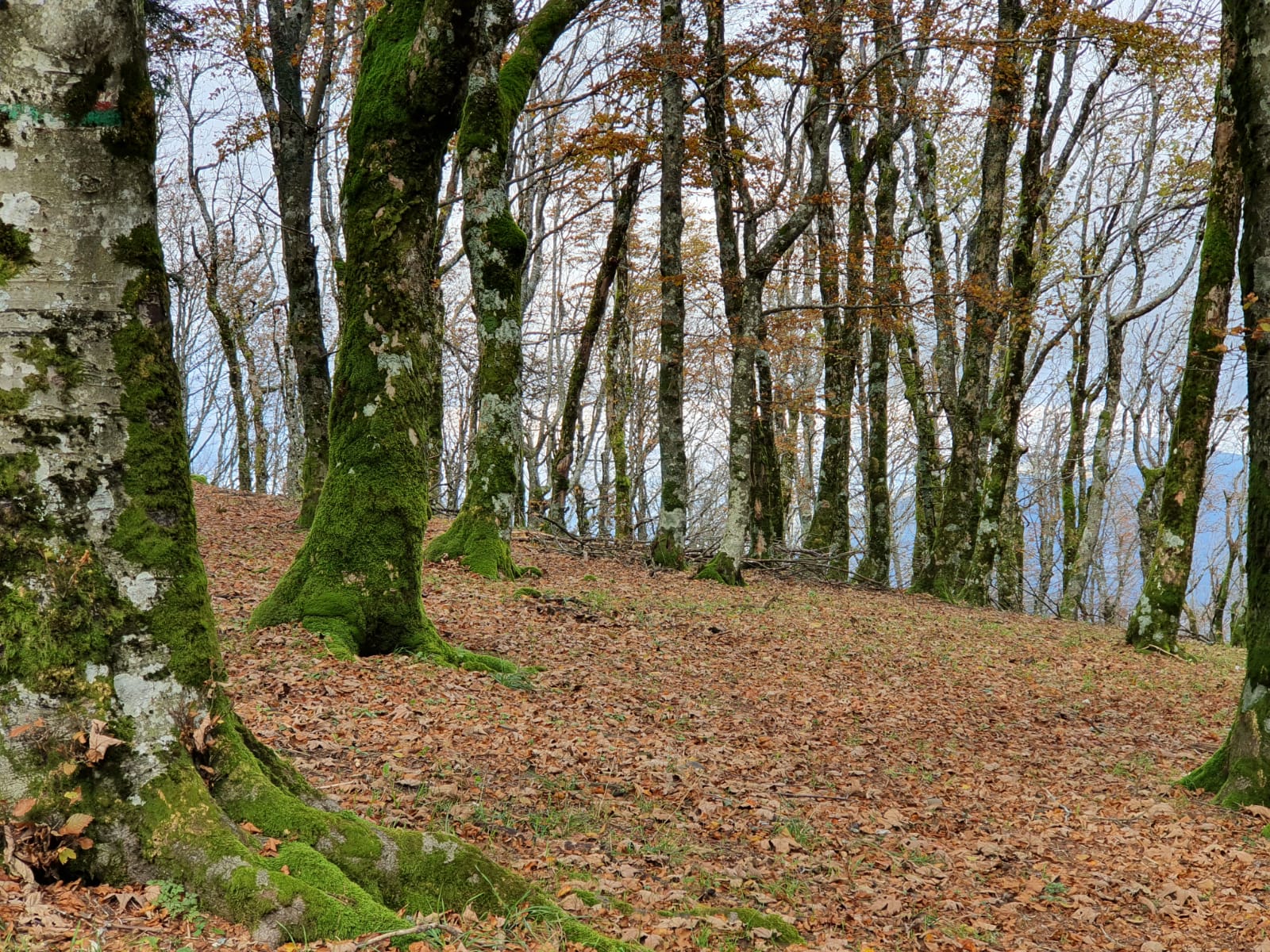 Le Foreste Casentinesi
