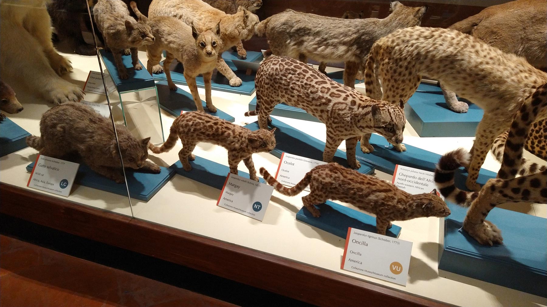 Felini al Museo di Storia Naturale
