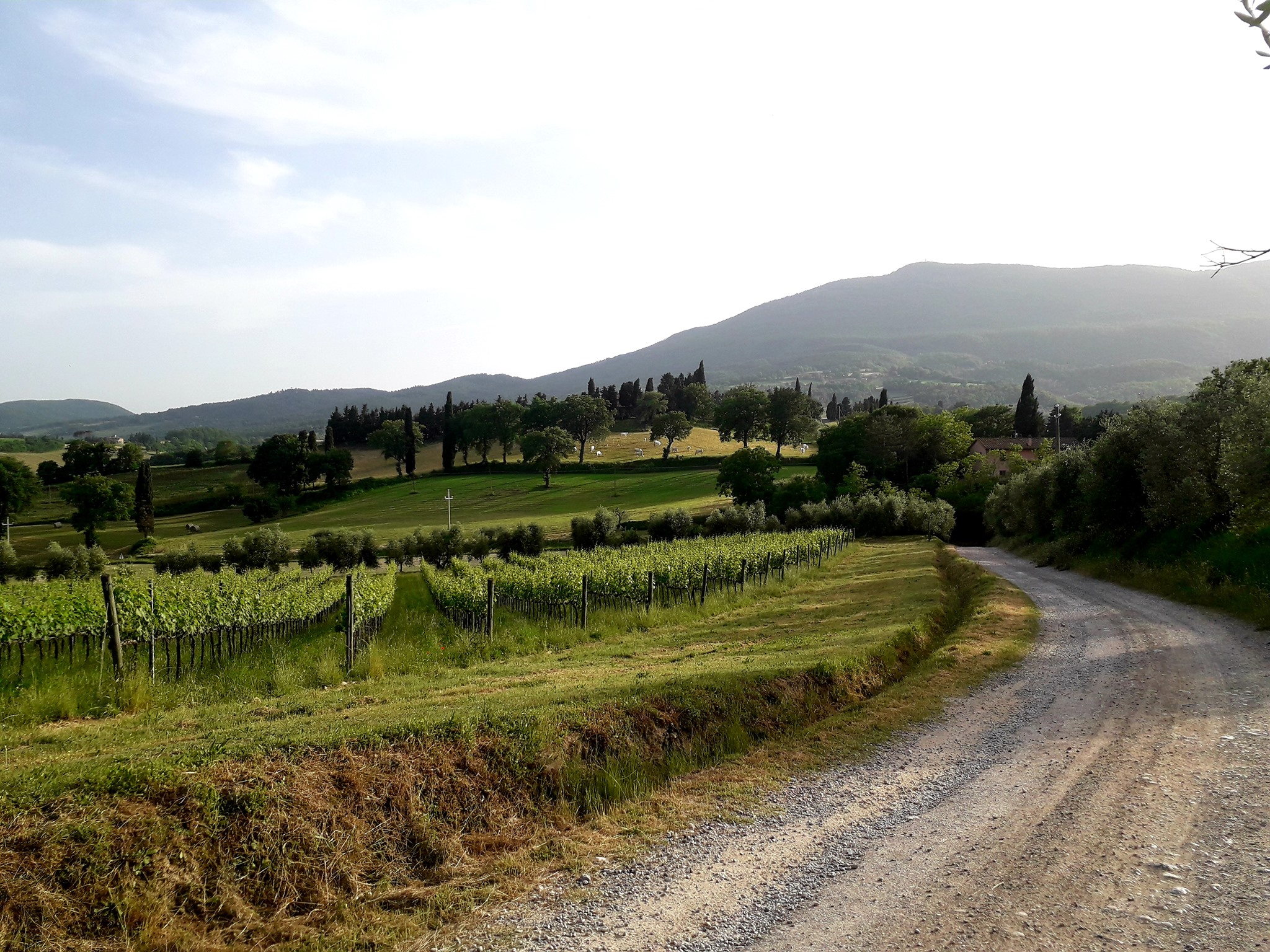 Il paesaggio di Cetona. Ph. Credit Ufficio Turistico di Cetona 
