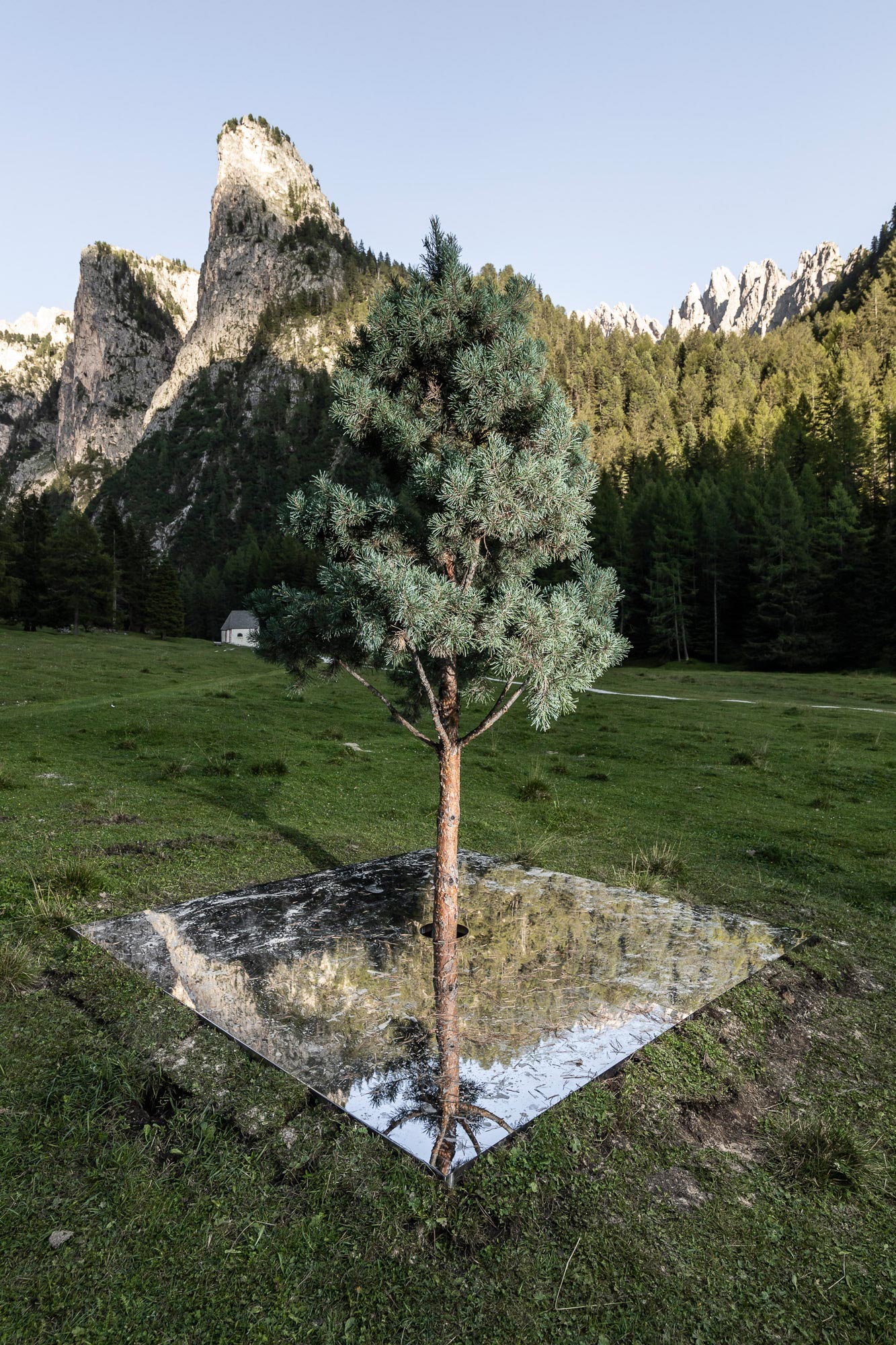 Henrik Håkansson, A Tree Mirrored (Pinus Cembra), 2020. Courtesy of the artist and Galleria Franco Noero, Torino. Ph. T.Sorvillo L.Guadagnini
