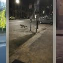 Animali in giro per le vie di Firenze: lupi, volpi, istrici. Guarda i video