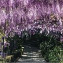 Poesie dal giardino Bardini per celebrare la massima fioritura del glicine