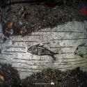 Campi Flegrei, scoperto un bel mosaico “marino” del III secolo nelle acque del Lacus Baianus 