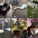 Obrist parla con gli animali: su Tik Tok le sue interviste d'arte... alle bestiole 