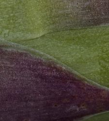 I prodotti del Roero nelle foto macro di Ivano Piva: la mostra al Castello di Monticello