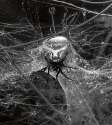 A Palazzo Strozzi riapre Aria, la grande mostra dell'artista visionario Tomás Saraceno 