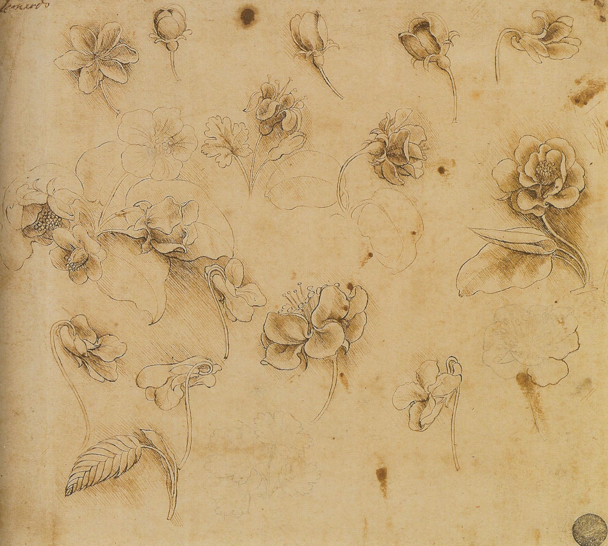 Leonardo, Spighetta di sonaglini maggiori, viole e fiori di pero (Venezia, Galleria dell'Accademia)

