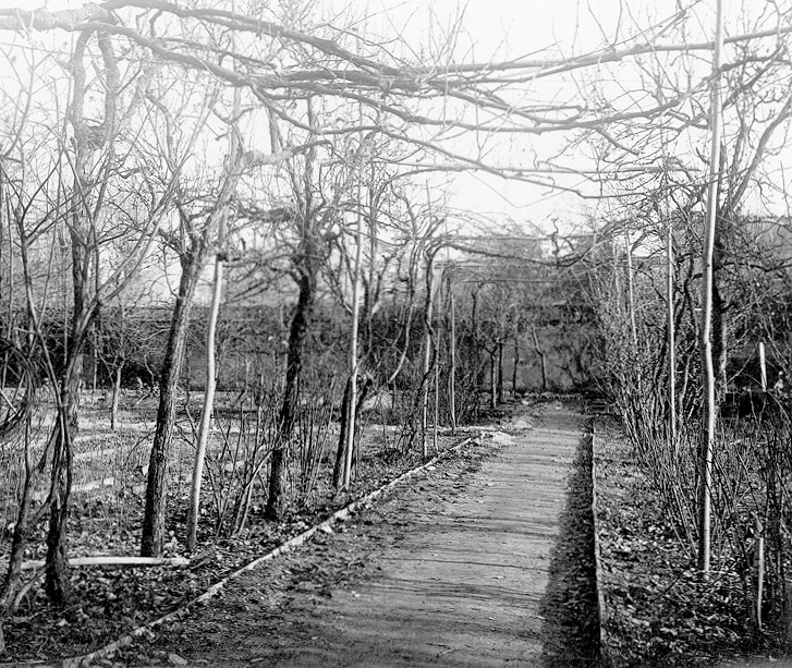 La cosiddetta vigna di Leonardo da Vinci in una fotografia pubblicata da Pietro Beltrami nel 1920
 La cosiddetta vigna di Leonardo da Vinci in una fotografia pubblicata da Pietro Beltrami nel 1920