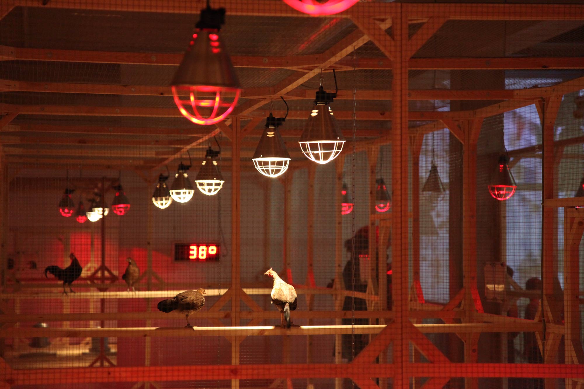 Koen Vanmechelen, The Cosmopolitan Chicken Project. Foto di Stoffel Hias
