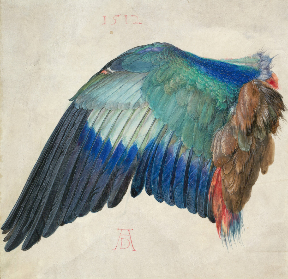 Albrecht Dürer, Ala di ghiandaia (1500 circa; acquerello e guazzo, 196 x 200 mm; Vienna, Albertina)
 Albrecht Dürer, Ala di ghiandaia (1500 circa; acquerello e guazzo, 196 x 200 mm; Vienna, Albertina)