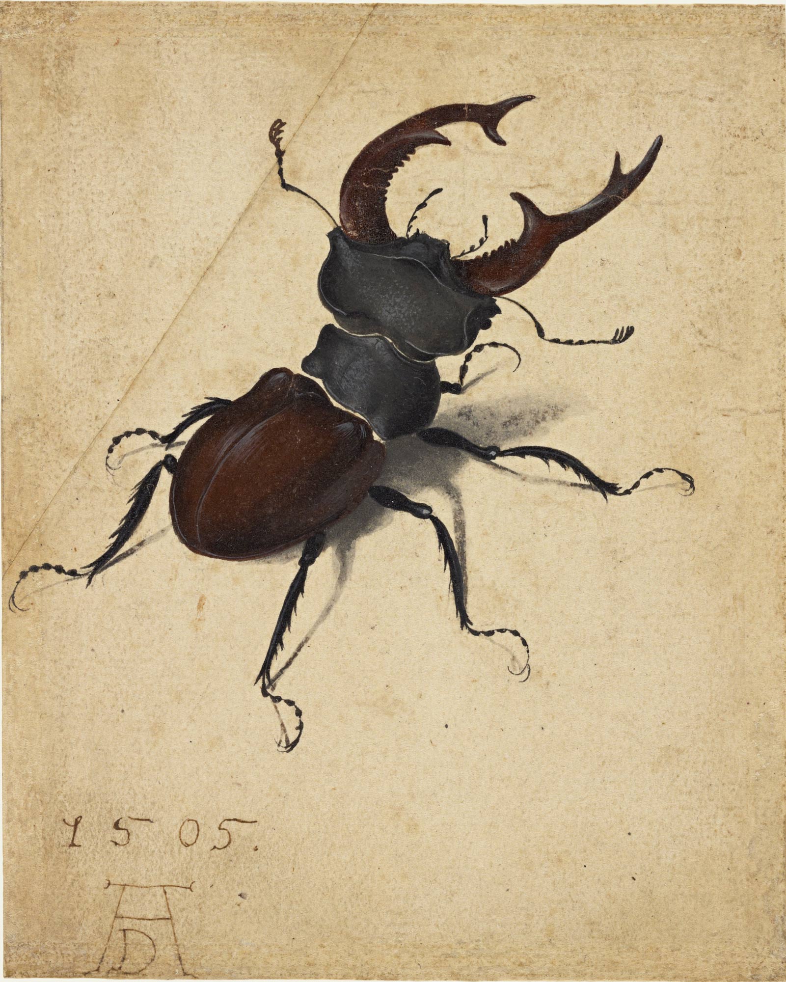 Albrecht Dürer, Cervo volante (1505; acquerello e guazzo su carta, 141 x 114 mm; Los Angeles, J. Paul Getty Museum)
 Albrecht Dürer, Cervo volante (1505; acquerello e guazzo su carta, 141 x 114 mm; Los Angeles, J. Paul Getty Museum)