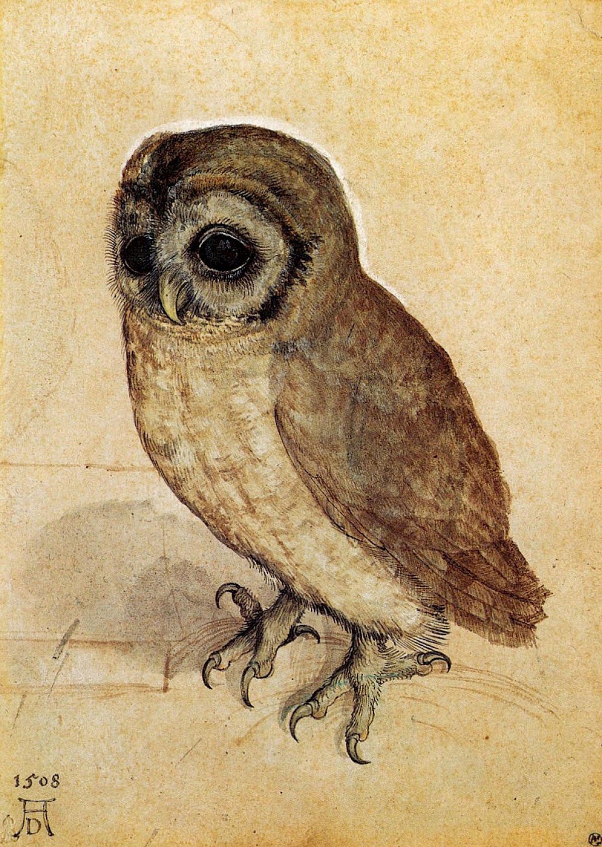 Albrecht Dürer, Civetta (1508; acquerello e guazzo, 192 x 141 mm; Vienna, Albertina)
 Albrecht Dürer, Civetta (1508; acquerello e guazzo, 192 x 141 mm; Vienna, Albertina)