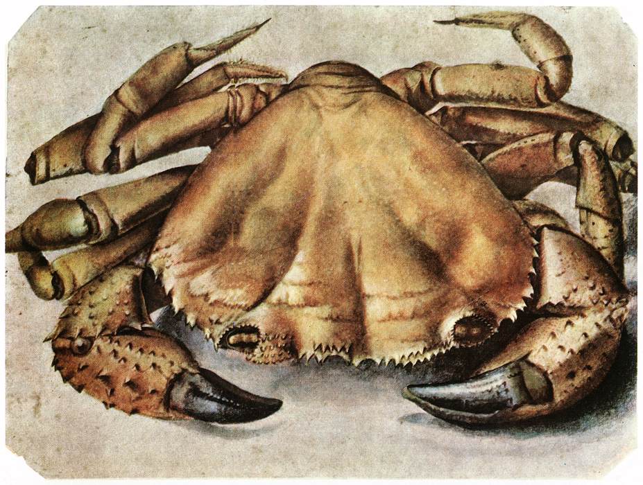 Albrecht Dürer, Granchio marino (1495 circa; acquerello, 263 x 365 cm; Rotterdam, Museum Boijmans van Beuningen)
 Albrecht Dürer, Granchio marino (1495 circa; acquerello, 263 x 365 cm; Rotterdam, Museum Boijmans van Beuningen)