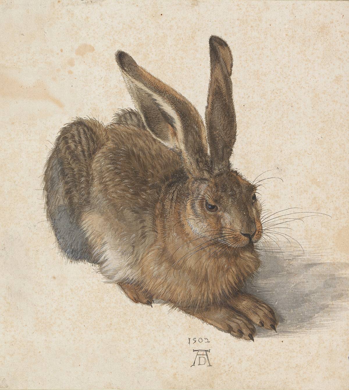 Albrecht Dürer, Leprotto (1502; acquerello e guazzo su carta, 251 x 226 mm; Vienna, Albertina)
 Albrecht Dürer, Leprotto (1502; acquerello e guazzo su carta, 251 x 226 mm; Vienna, Albertina)