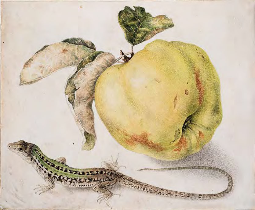 Giovanna Garzoni, Mela cotogna e lucertola (1650 circa; tempera su pergamena, 154 x 187 mm; Collezione privata)
 Giovanna Garzoni, Mela cotogna e lucertola (1650 circa; tempera su pergamena, 154 x 187 mm; Collezione privata)
