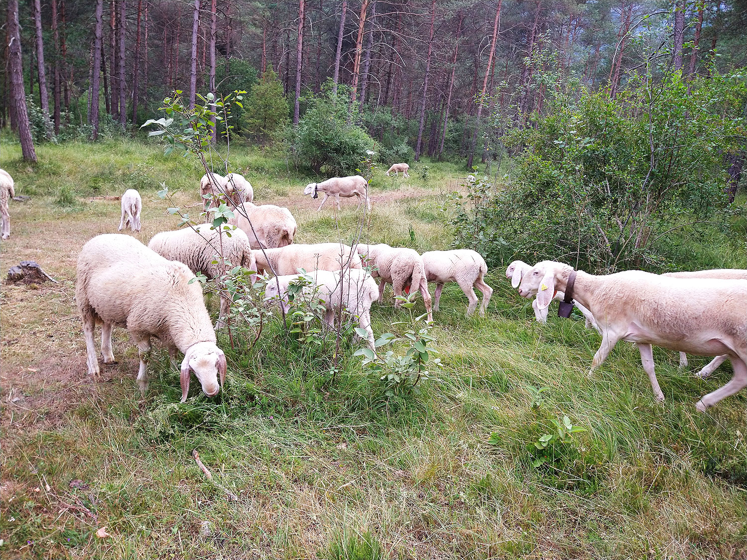 Pecore nel parco di Ledro Land Art
