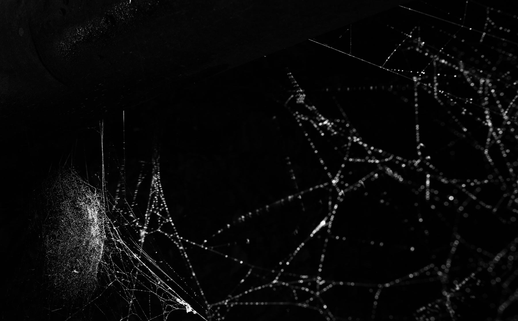 Tomás Saraceno, Spider web drops (2018). Su gentile concessione dell'artista e di Arachnophilia. Foto Studio Tomás Saraceno. © Tomás Saraceno
