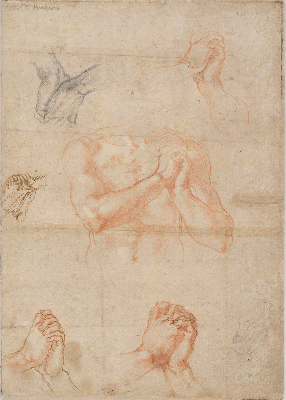 Michelangelo, Studio di mani e torso maschile (1512 circa; sanguigna, gessetto nero, penna su carta, 272 x 192 mm; Vienna, Albertina, inv. 120v)
