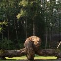 In Trentino il primo concerto green in una foresta a cui si accede adottando alberi