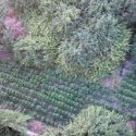 Assurdo a Pompei: scoperta una piantagione di marijuana in un'area di proprietà del Parco