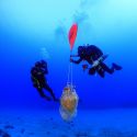 Collezionismo subacqueo: cosa sapere per acquisire reperti archeologici trovati in mare?