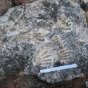 Tibet, scoperte impronte di 200.000 anni fa: forse sono l'opera rupestre più antica al mondo