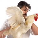 Quando un pollo diventa un'innovativa opera d'arte. Intervista a Koen Vanmechelen