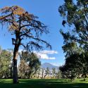 Da lunedì riapre il Real Bosco di Capodimonte