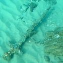 Israele, sub amatoriale scopre in mare la spada di un cavaliere crociato, di 900 anni fa