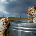 A Siena il festival che riunisce i grandi nomi della fotografia internazionale. Per la prima volta in Italia Steve Winter