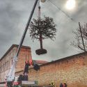 Ferrara, salvato dall'abbattimento il tasso secolare di Palazzo dei Diamanti