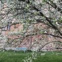 Nasce Parco Green, il lato naturale del Parco archeologico del Colosseo