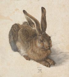 Gli animali di Albrecht Dürer: perché i suoi studi erano così realistici e innovativi