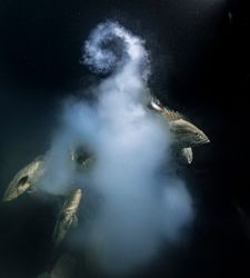 Al Forte di Bard l'anteprima italiana delle migliori fotografie naturalistiche dell'anno 