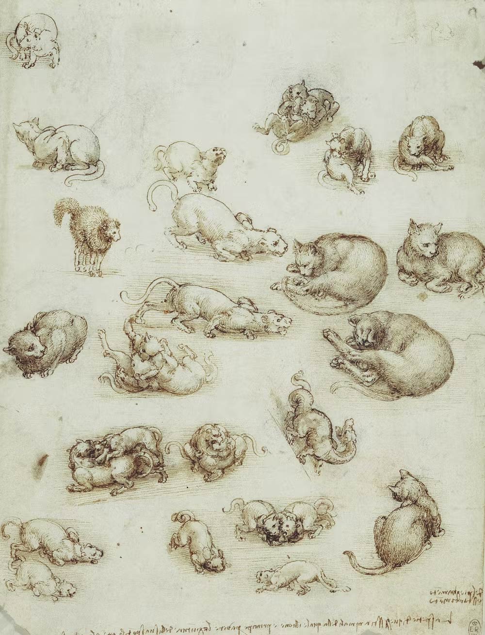Leonardo da Vinci, Gatti e un drago (1513-1517 circa; penna e inchiostro bruno, pennello con tocchi di gouache e carboncino su carta, 271 x 205 mm; Windsor, Royal Library)
 Leonardo da Vinci, Gatti e un drago (1513-1517 circa; penna e inchiostro bruno, pennello con tocchi di gouache e carboncino su carta, 271 x 205 mm; Windsor, Royal Library)