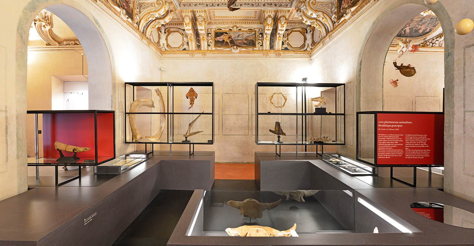 L'allestimento Naturalia e Mirabilia nella Galleria delle Metamorfosi di Palazzo Ducale, Mantova. Foto di Palazzo Ducale
